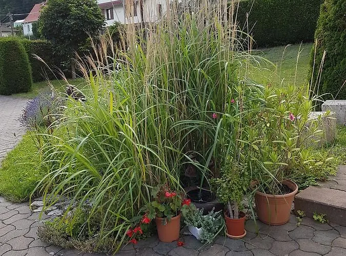 Apartman Am Rennsteig Bei Eisenach - Ilona Schmidt *